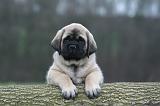 MASTIFF 130